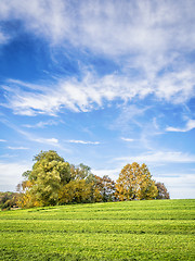 Image showing Trees on green meadow