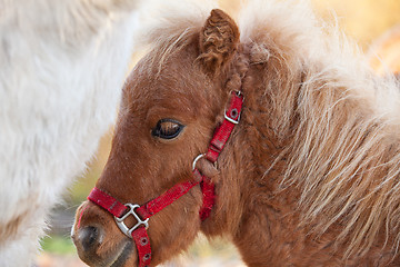 Image showing Detail of brawn young horse