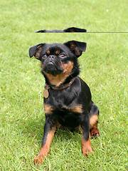 Image showing Black Petit Brabancon dog