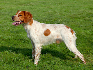 Image showing Typical spotted Brittany Spaniel dog