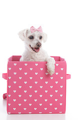 Image showing Cute little dog in a pink and white love heart box