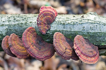 Image showing Mushrooms on a tree.
