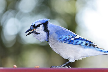 Image showing Blue jay bird