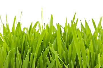 Image showing Green grass blades border