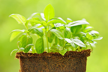 Image showing Green sweet basil plant