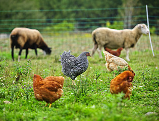 Image showing Chickens and sheep grazing on organic farm