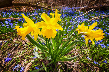 Image showing Spring wildflowers