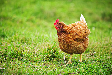 Image showing Rhode Island Red Chicken