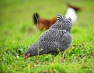 Image showing Chickens feeding on green grass