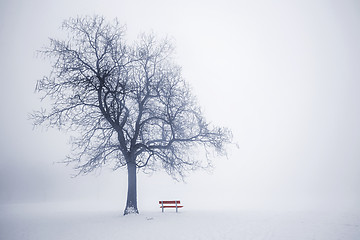 Image showing Winter tree in fog