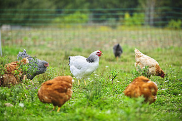 Image showing Free range chickens on farm