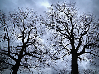 Image showing Leafless trees against evening sky