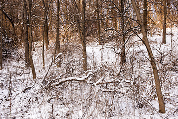 Image showing Winter forest