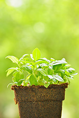 Image showing Green sweet basil plant