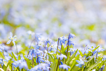 Image showing Spring blue flowers glory-of-the-snow
