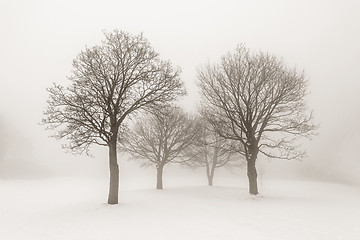 Image showing Winter trees in fog