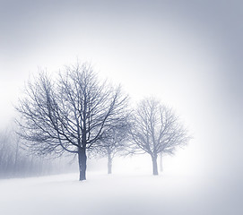 Image showing Winter trees in fog