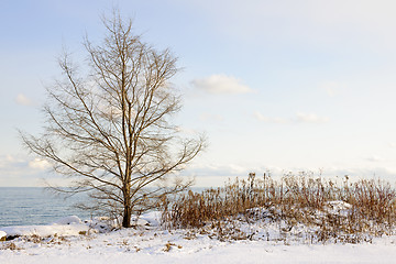 Image showing Winter shore of lake Ontario