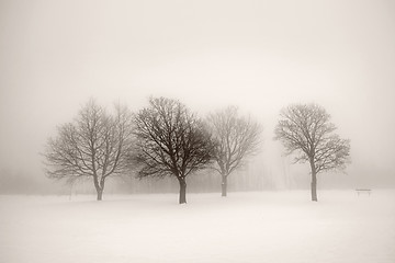 Image showing Winter trees in fog