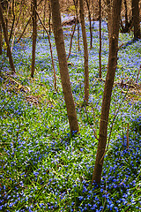 Image showing Spring meadow with blue flowers glory-of-the-snow