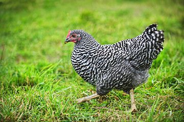 Image showing Chicken walking on green pasture