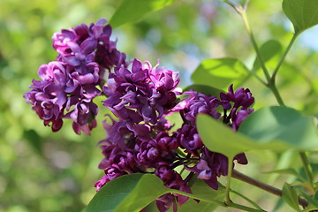 Image showing branch of a lilac