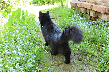 Image showing black cat going for a walk