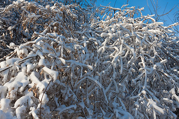 Image showing Winter forest