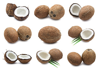 Image showing Coconuts