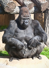 Image showing Gorilla