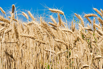 Image showing Wheat field