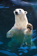 Image showing Polar bear