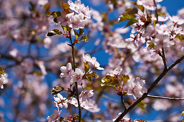 Image showing Cherry blossom