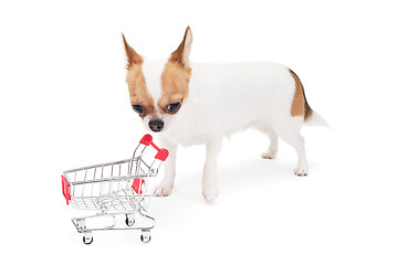 Image showing Sad Chihuahua with empty shopping cart