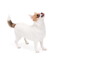 Image showing Playful Chihuahua