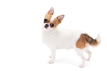 Image showing Chihuahua