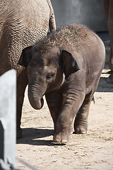 Image showing Elephant