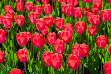 Image showing Tulip flowers