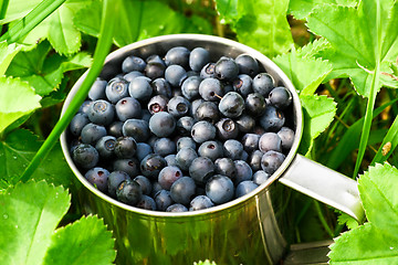 Image showing Bilberries