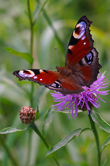 Image showing Peacock butterfly on a flower meadow cornflower