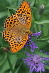 Image showing Argynnis butterfly on a flower meadow cornflower