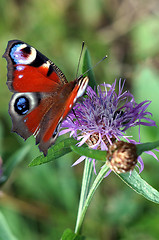 Image showing Peacock butterfly on a flower meadow cornflower