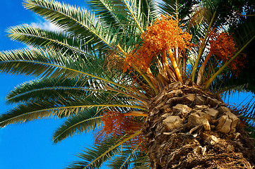 Image showing Palm tree with fruits on a background of azure sky