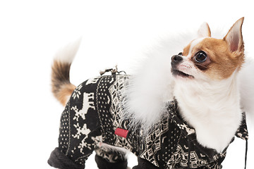 Image showing Funny dog wearing wearing winter outfit