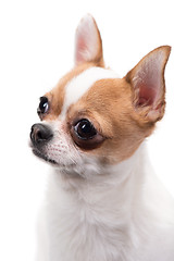 Image showing Closeup portrait of Chihuahua