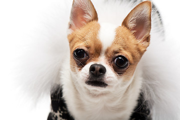 Image showing Funny dog wearing wearing winter outfit