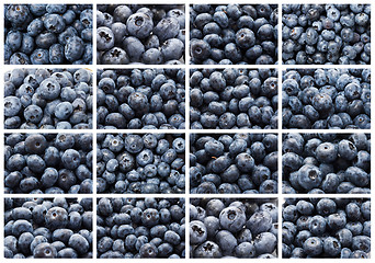 Image showing Blueberries