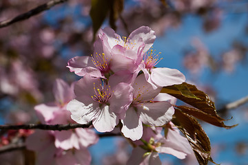 Image showing Cherry blossom