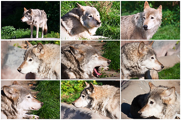 Image showing Gray Wolf