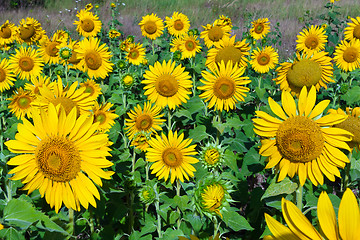 Image showing Sunflowers